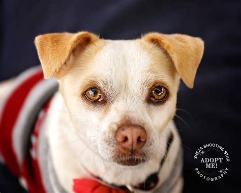 frosted faces foundation adoptable dogs.